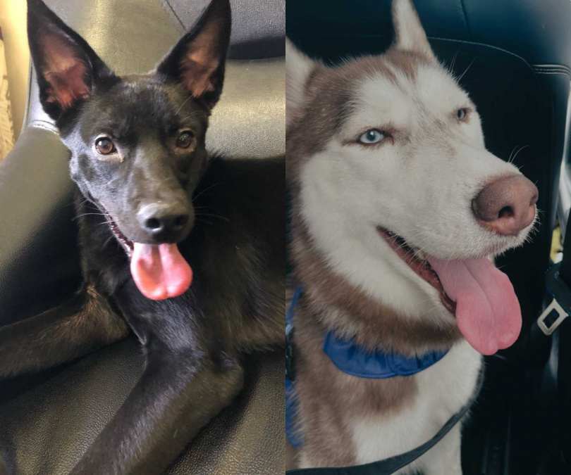 因為喜歡羅志祥，唐立杰把兩隻狗狗取名為達浪跟薛海。（圖／唐立杰提供）