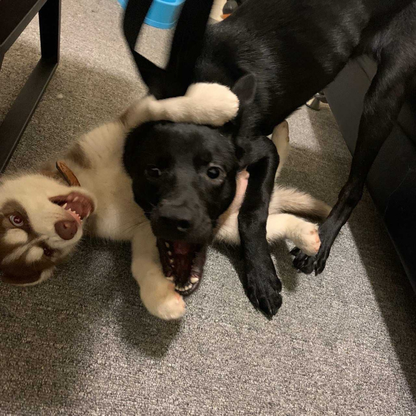 達浪跟薛海感情非常好。（圖／唐立杰提供）