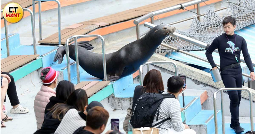 野柳海洋世界海獅和海豹每年需表演上千場，還得近距離與遊客互動，做出許多違背天性的舉動。（圖／方萬民攝）
