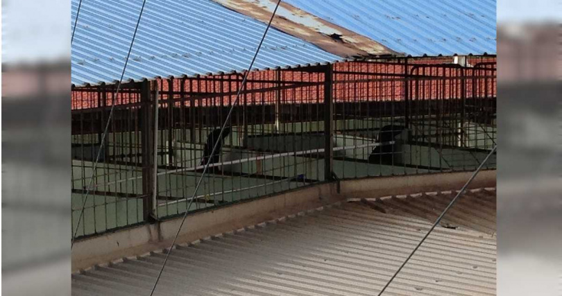 海獅、海豹宿舍位於舞台後方，每隻動物卻只能分到約2坪大的空間，對高智商的牠們來說宛如酷刑。（圖／讀者提供）