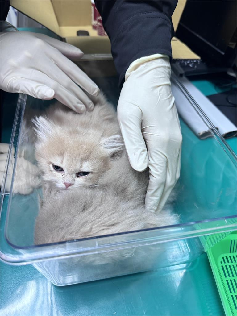 男子企圖走私貓咪。（圖／警方提供）