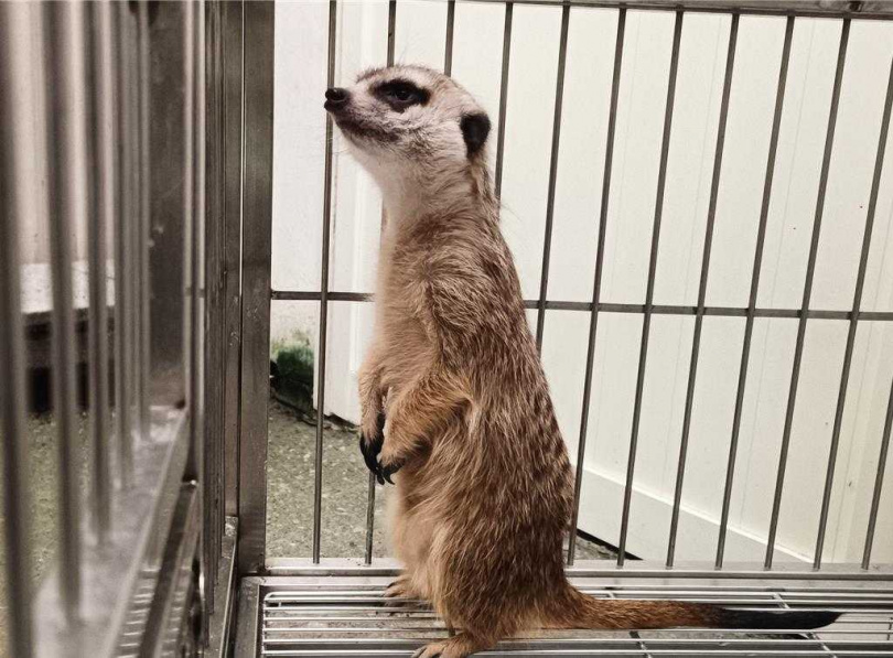 狐獴直立時用尾巴支撐來保持平衡。(圖/新北市動保處)