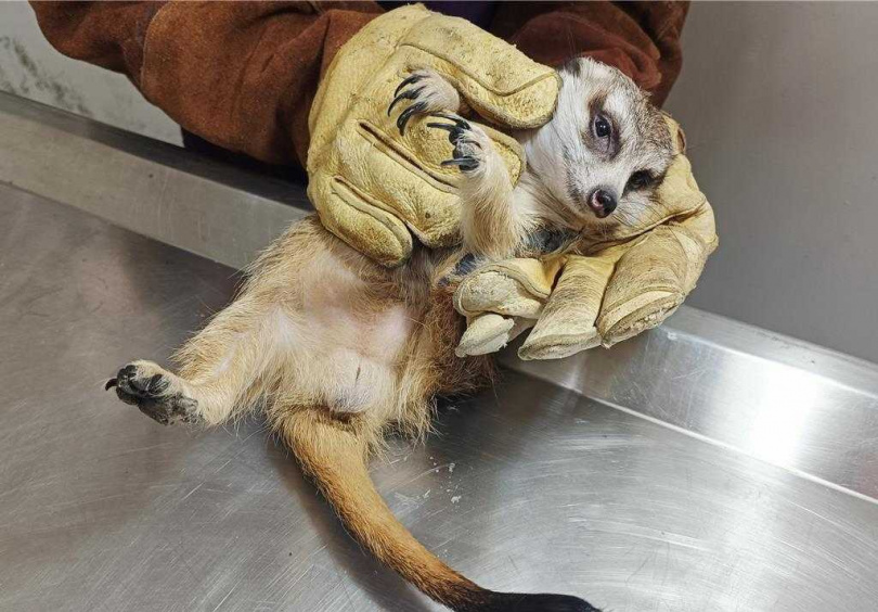 獸醫師檢查狐獴健康狀況。(圖/新北市動保處)