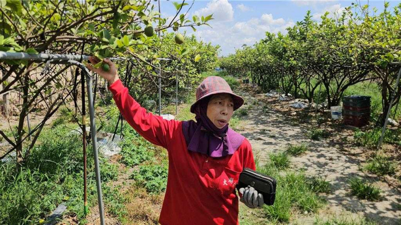 屏東縣竹田鄉檸檬產量大減，果農說，現在真是欲哭無淚。（圖／中國時報羅琦文攝）
