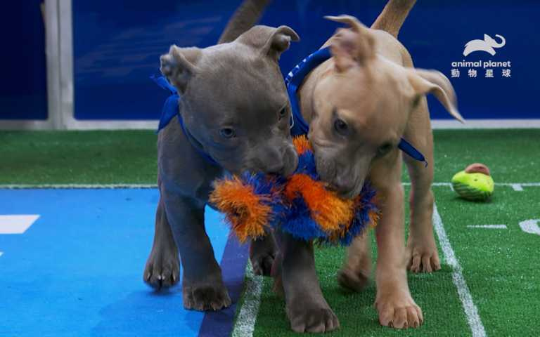 （圖／取自動物星球頻道）