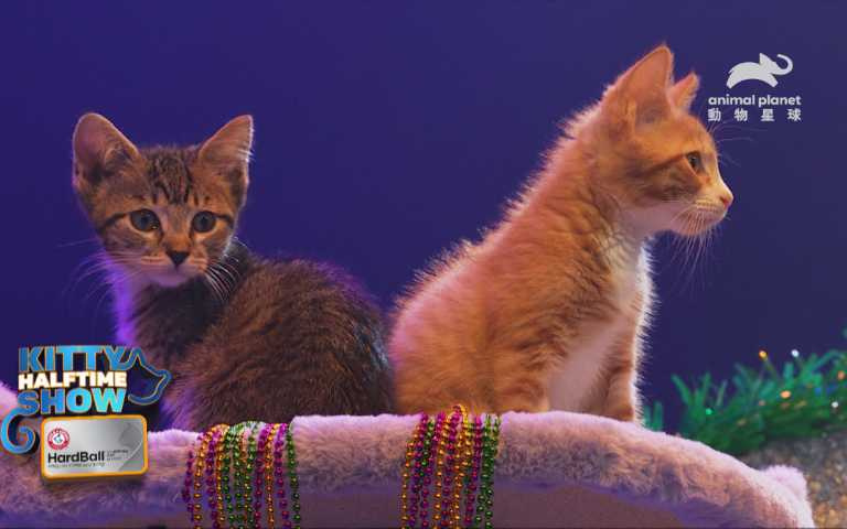 （圖／取自動物星球頻道）