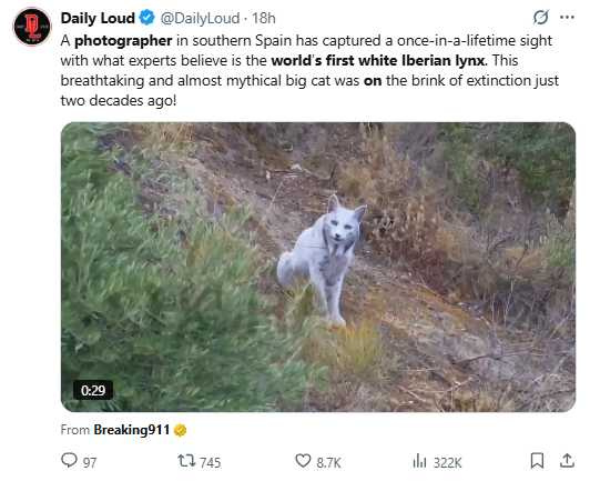攝影師伊達戈於西班牙哈恩省山區拍下全球首見白化伊比利亞猞猁，罕見程度震驚保育界。（圖／翻攝自，@DailyLoud）