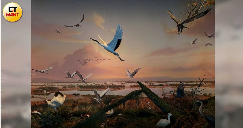 濕地博物館逼真的濕地全景式場景,讓遊客能快速領略各種不同濕地的風貌與生物。(圖╱王若攝)