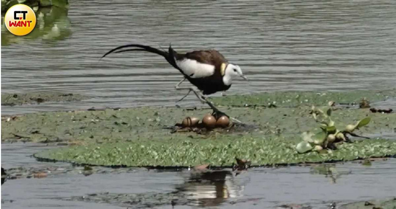 西溪濕地如今已成為190多種鳥類、數十種魚類以及豐富的濕地植物的家園。(圖╱西溪濕地國家公園管理局提供)