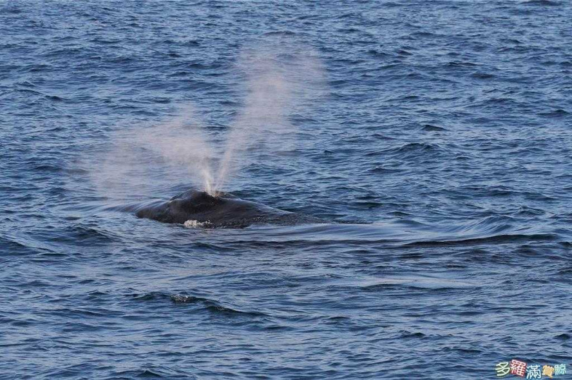 罕見母子鯨上月下旬出現在台灣東部海域,花蓮多羅滿賞鯨船趕往台東,記錄到珍貴畫面。(多羅滿賞提供/王志偉花蓮傳真)
