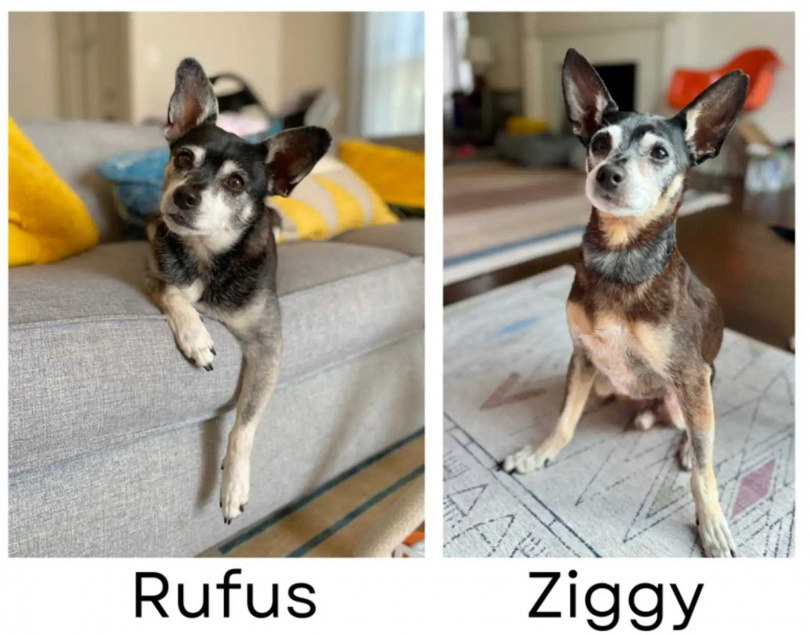 齊吉(右)與已逝的魯夫斯(左)不僅外貌神似,DNA檢測更顯示牠們是父子關係。(圖/Jillian Reiff)