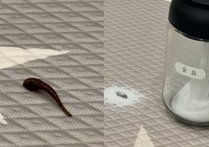 大牙家中出現水蛭。(圖/翻攝自Instagram/bigtooth)