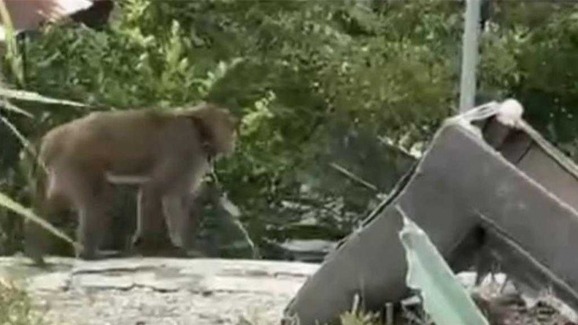 疑被私養的台灣獼猴脖子上套著頸圈，並以鐵鍊固定行動。（民眾提供／蕭嘉蕙台東傳真）