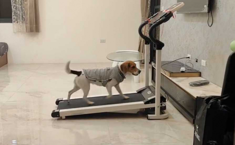 搜救犬自律跑跑步機。(圖/翻攝自Threads@tdda_cd24)