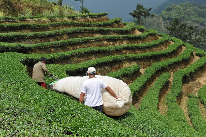 石碇春茶以機採代替手採。（圖／吳德亮攝）