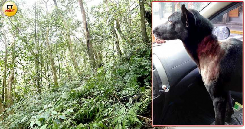 動物虐待案件仍時有所聞，各界無不希望司法能有效制裁並產生遏阻作用。圖為一隻曾受攻擊的「浪浪」。（圖／CTWant後製組）