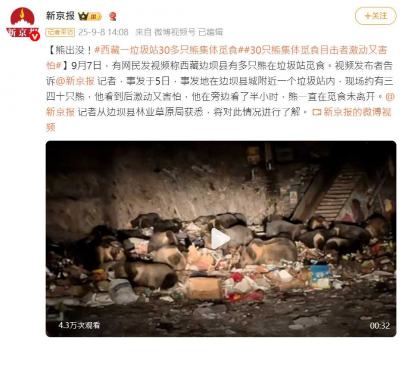 野生棕熊靠近人類活動區域覓食，突顯垃圾管理與野保挑戰。（圖／翻攝自微博， 新京報 ）