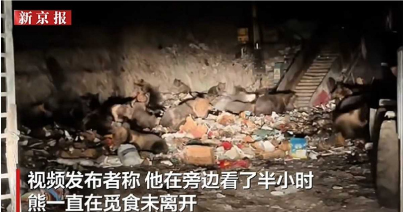 目擊者近距離拍下藏馬熊覓食情景，表示既激動又害怕。（圖／翻攝自新京報）
