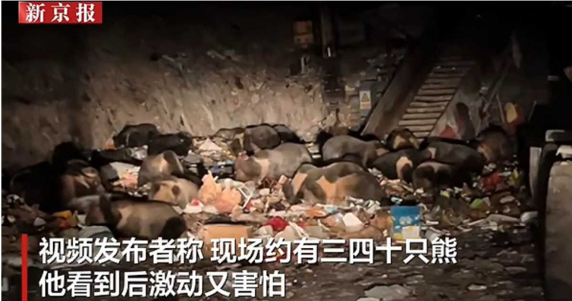 熊群翻找垃圾場食物，畫面中可見多隻成熊與幼熊共同行動。（圖／翻攝自新京報）