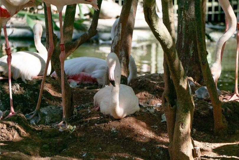 台北市立動物園鳥園水禽區今年迎接6隻大紅鶴寶寶,大紅鶴爸媽會築起類似火山錐形的巢並輪流孵蛋。(圖/台北市立動物園提供)