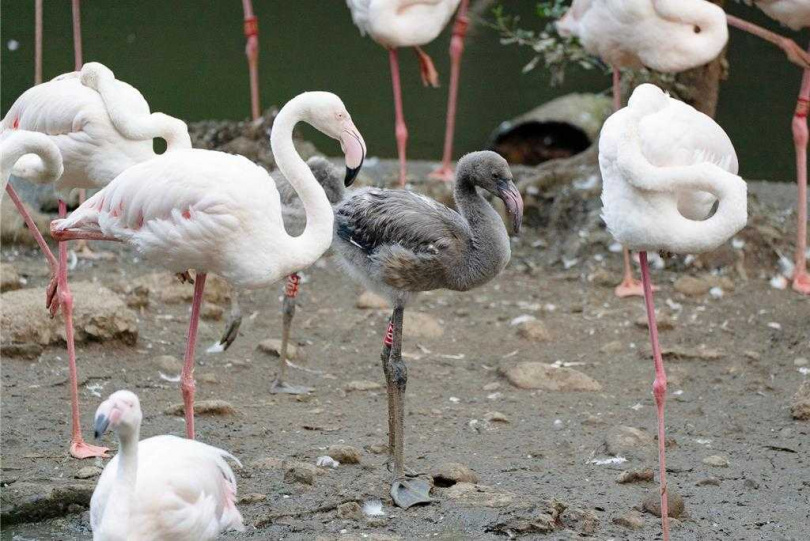 台北市立動物園鳥園水禽區今年迎接6隻大紅鶴寶寶,比較大的寶寶已逐漸追上成鳥身高。(圖/台北市立動物園提供)