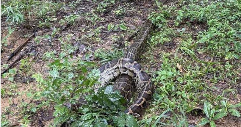 救援人員抵達農場時，發現巨蟒正在吞食山羊，現場共有3隻山羊死亡。