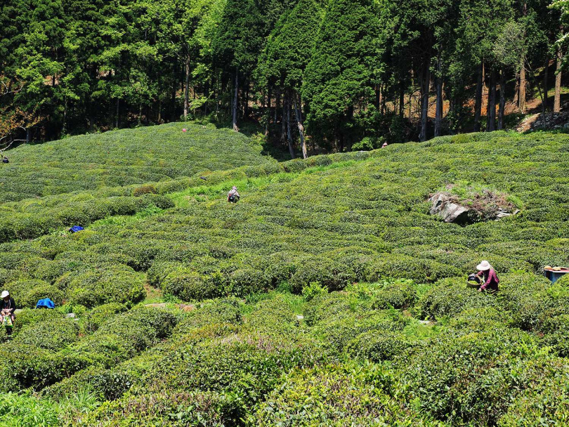 五月廬山在海拔1,000公尺以上的茶園採摘春茶。（圖╱吳德亮攝）