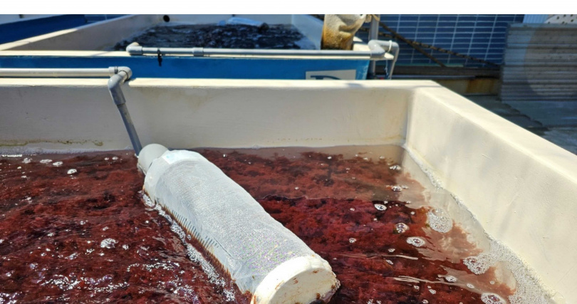 水產試驗所成功研發海門冬(四分孢子體)陸上養殖技術，打破傳統野外採集困境，技轉國內廠商投入生產，以確保品質與產量足供畜牧應用。（圖片提供／農業部水試所）