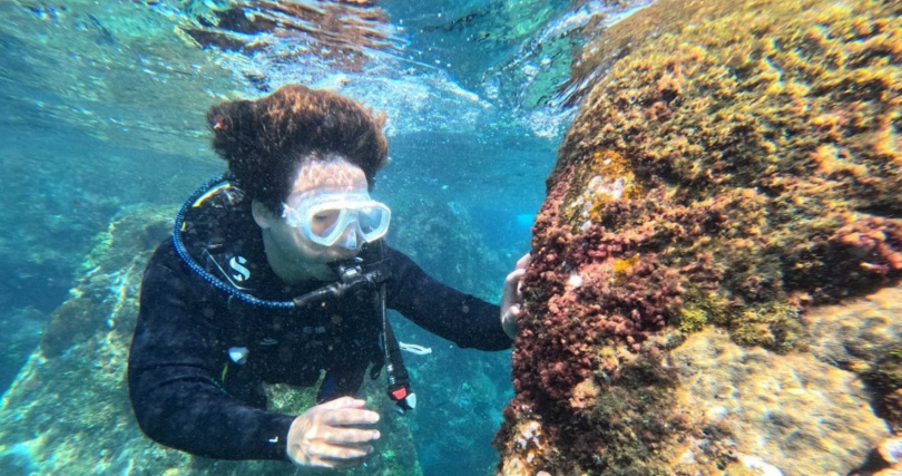 研究人員以水肺潛水方式至我國周邊海域採集本土海門冬種原，因四分孢子體階段藻體細小且易與其他生物糾纏，純化培養技術門檻高。（圖片提供／農業部水試所）