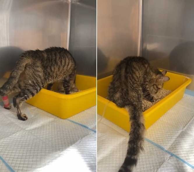 唯一倖存的虎斑貓。（圖／翻攝自新竹市浪愛傳遞貓狗tnvr協會臉書）