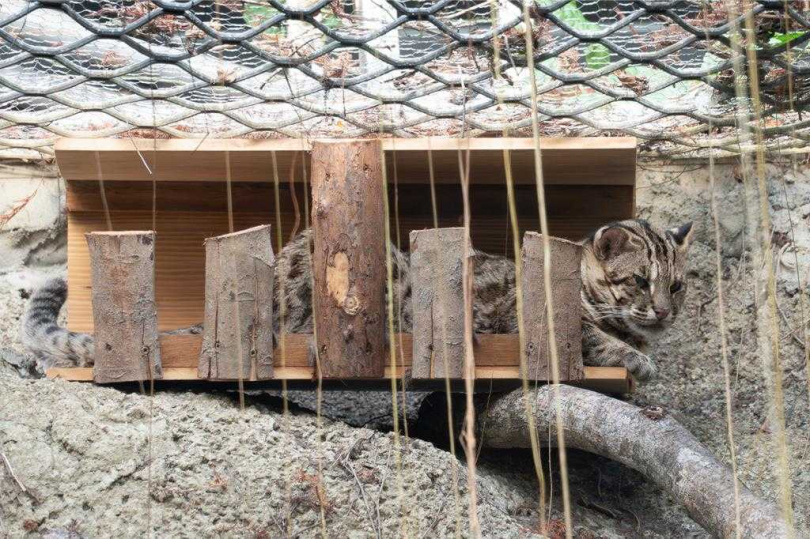 「阿給」則是在非石虎分布區的淡水被發現,研判可能曾遭非法捕捉飼養,喪失了野外應有的警覺性,也只能進入收容體系。(圖/台北市立動物園提供)