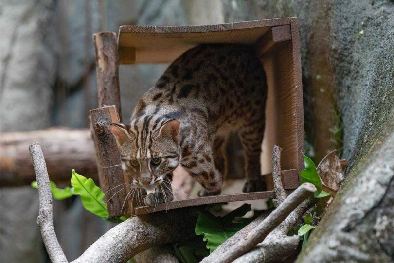 「捲心餅」因中陷阱受傷失去在野外獨立生存的能力,只能回到台北市立動物園收容。(圖/台北市立動物園提供)