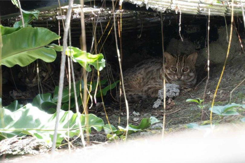 「平平」在野外誤中獸鋏,最終也因傷重須截肢無法野放。(圖/台北市立動物園提供)