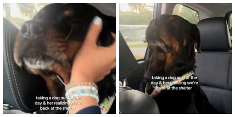 當車子緩緩駛回收容所，小爪轉頭望著艾瑪，那眼神令人心碎。（圖／翻攝自TikTok，emmaaaa00006）
