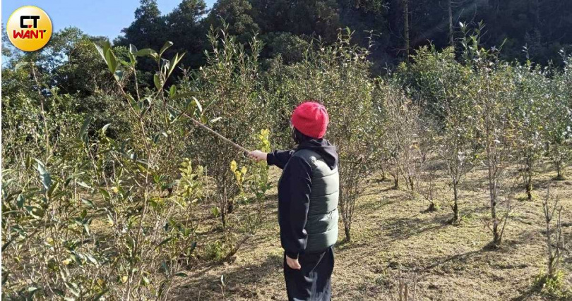 坪林茶業產銷班第七班前班長余三和之女余雪如（圖）指出「野放」農法種茶雖然產量不豐，卻能口口喝得安心。（圖／顏瑋辰攝）&nbsp;