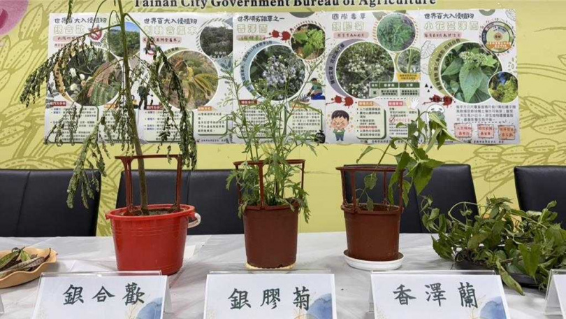 台南常見外來入侵植物,包含銀膠菊、小花蔓澤蘭、香澤蘭、銀合歡等。(圖/台南市政府農業局提供)