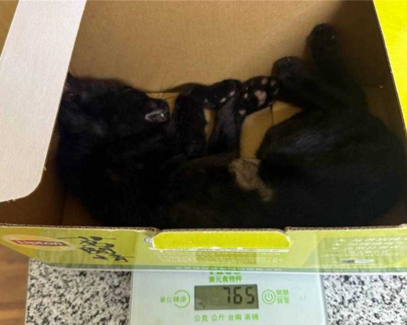 台南市永康區近期有動保團體抓紮12隻小奶貓後放回,導致死的死、病的病,市議員吳禹寰23日抨擊TNVR執行失控,根本是變相撲殺。(圖/吳禹寰提供)