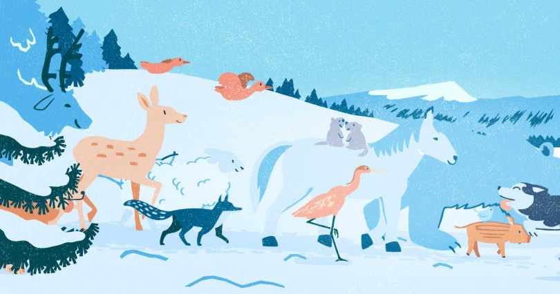 「第五讚:動物們的狂歡時節」,讓森林裡的動物們聚集一起,共賞魔幻的北極光奇觀。(圖/海鵬提供)