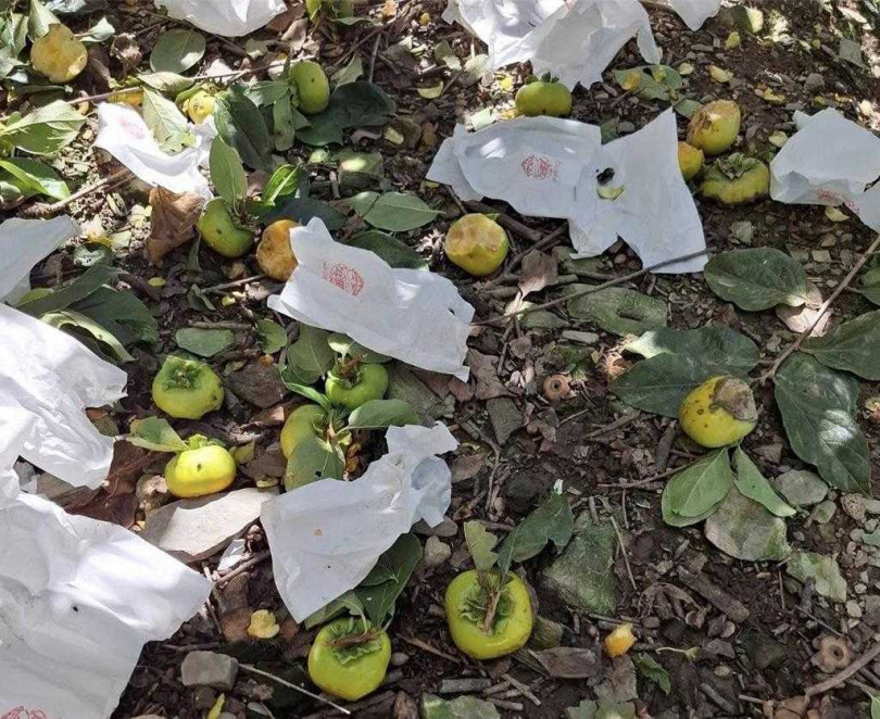 甜柿園因停電造成電網斷電，吸引20多隻台灣獼猴肆虐，未成熟的柿子遭摘取丟棄。（圖／民眾提供）