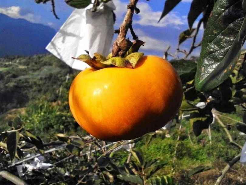 即將採收的高山甜柿，因電網斷電，竟提前遭猴子大軍採收了。（圖／民眾提供）