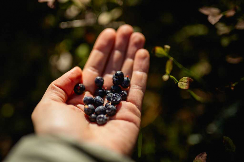 佛羅里達州藍莓預計3月底至4月初開始大量出貨，填補部分供應空窗。