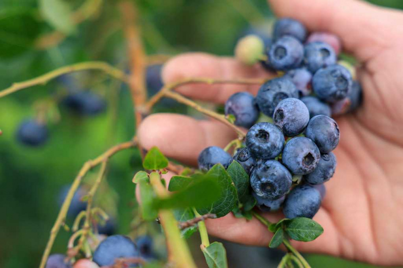 目前藍莓供應主力來自智利，但因氣候因素影響，預期2月底前將大幅減少。