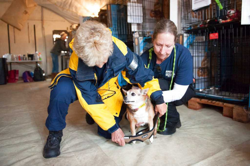 這些動物大多來自遭洪災重創的基普努克村。（示意圖／達志／美聯社）
