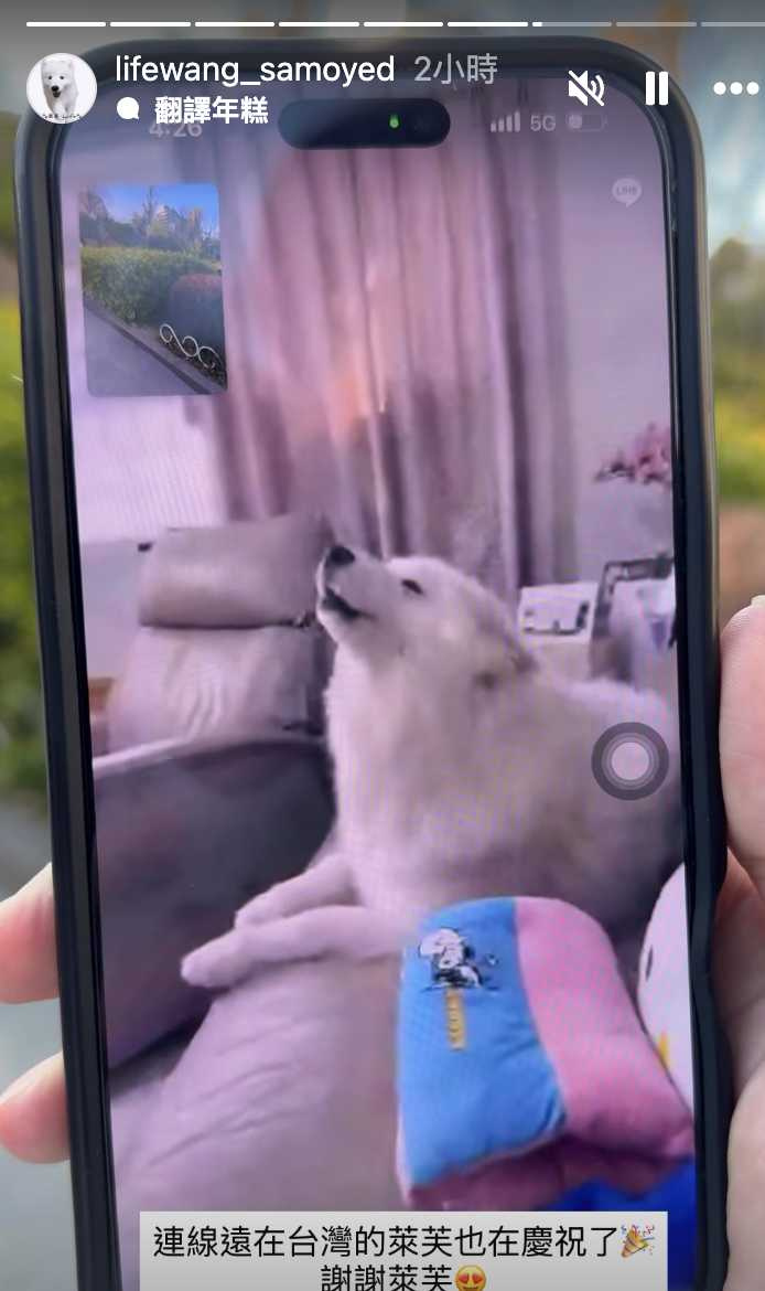 台韓大戰結束後,萊芙的主人與在台灣的萊芙視訊一起慶祝。(圖/翻攝自IG/lifewang_samoyed 授權)