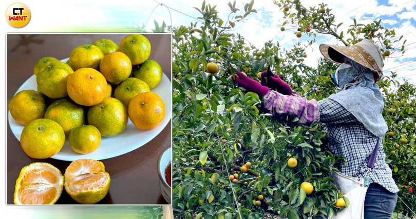 南投的淺山適合種植柑橘，也盛產比較小顆、甜份高的砂糖橘。（CTWant合成圖）