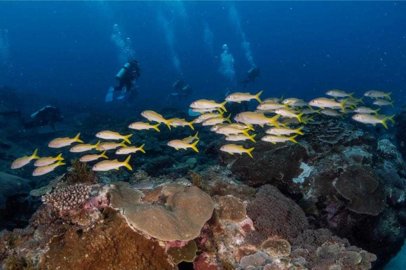 墾丁海底世界相當迷人，是潛水客天堂，但近來傳出下雨後海底混濁情況，且澄清時間較以往更久。（圖／資深潛水教練提供）