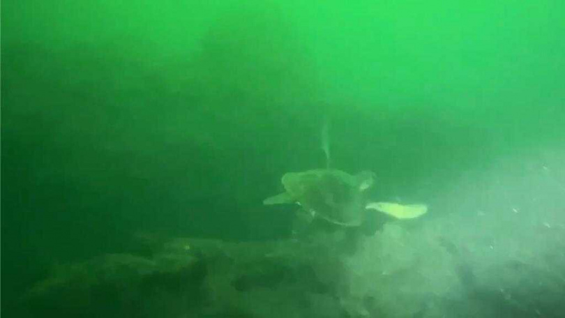 墾丁海域近來傳出下雨後海底混濁情況，且澄清時間較以往更久。（圖／資深潛水教練提供）