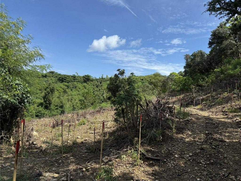 墾管處初步了解，墾丁海域混濁情況，疑為上方造林整治區的沖刷效應。（圖／墾管處提供）