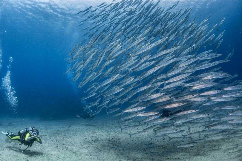墾丁海底世界相當迷人，是潛水客天堂，但近來傳出下雨後海底混濁情況，且澄清時間較以往更久。（圖／資深潛水教練提供）