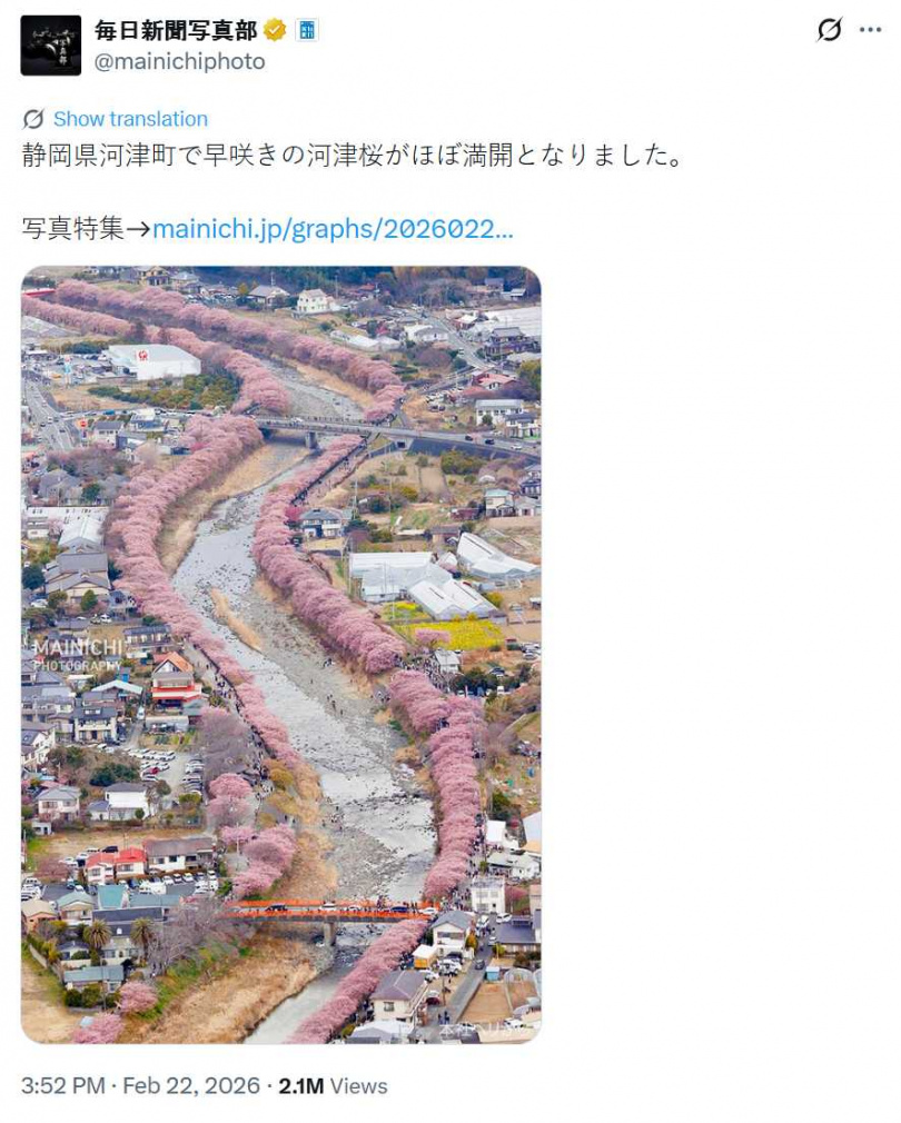 靜岡縣河津町河津川沿岸櫻花幾近滿開,形成綿延約4公里的粉色花海。(圖/翻攝自X,@mainichiphoto)